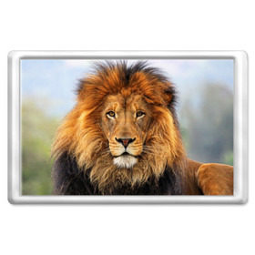 Магнит 45*70 с принтом Красавец лев в Петрозаводске, Пластик | Размер: 78*52 мм; Размер печати: 70*45 | lion | грива | дикая кошка | добыча | животное | зверь | клыки | когти | король джунглей | лев | мясо | хищник | царь зверей