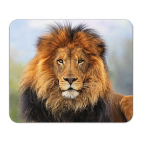 Коврик прямоугольный с принтом Красавец лев в Петрозаводске, натуральный каучук | размер 230 х 185 мм; запечатка лицевой стороны | Тематика изображения на принте: lion | грива | дикая кошка | добыча | животное | зверь | клыки | когти | король джунглей | лев | мясо | хищник | царь зверей