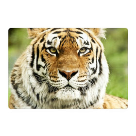 Магнитный плакат 3Х2 с принтом Амурский тигр в Петрозаводске, Полимерный материал с магнитным слоем | 6 деталей размером 9*9 см | амурский | дикая кошка | добыча | животное | зверь | клыки | когти | мясо | тигр | уссурийский | хищник