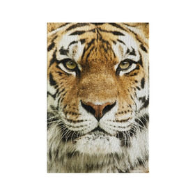 Обложка для паспорта матовая кожа с принтом Амурский тигр в Петрозаводске, натуральная матовая кожа | размер 19,3 х 13,7 см; прозрачные пластиковые крепления | Тематика изображения на принте: амурский | дикая кошка | добыча | животное | зверь | клыки | когти | мясо | тигр | уссурийский | хищник