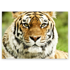 Поздравительная открытка с принтом Амурский тигр в Петрозаводске, 100% бумага | плотность бумаги 280 г/м2, матовая, на обратной стороне линовка и место для марки
 | Тематика изображения на принте: амурский | дикая кошка | добыча | животное | зверь | клыки | когти | мясо | тигр | уссурийский | хищник