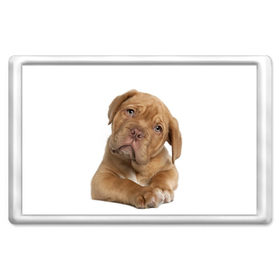 Магнит 45*70 с принтом Грустный щенок в Петрозаводске, Пластик | Размер: 78*52 мм; Размер печати: 70*45 | животное | лучший друг | милаха | няша | собака | собачка | щенок | щеночек