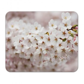 Коврик прямоугольный с принтом Весеннее цветение в Петрозаводске, натуральный каучук | размер 230 х 185 мм; запечатка лицевой стороны | белый | весна | лепестки | прикольные картинки | цветочки | цветы