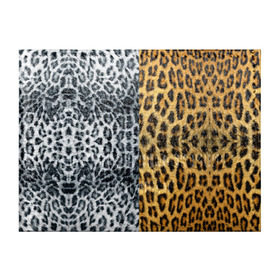 Обложка для студенческого билета с принтом Леопард/Снежный Барс в Петрозаводске, натуральная кожа | Размер: 11*8 см; Печать на всей внешней стороне | Тематика изображения на принте: textures | барс | животное | леопард | пятна | снежный | текстура | чёрное с белым