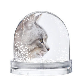 Снежный шар с принтом Серый кот в Петрозаводске, Пластик | Изображение внутри шара печатается на глянцевой фотобумаге с двух сторон | взгляд | глаза | голова животного | киска | кот | котёнок | кошка | прикольные картинки