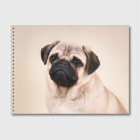 Альбом для рисования с принтом Мопс в Петрозаводске, 100% бумага
 | матовая бумага, плотность 200 мг. | мопс | мопсы | песик | песики | собака | собаки