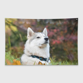Флаг-баннер с принтом Хаски в Петрозаводске, 100% полиэстер | размер 67 х 109 см, плотность ткани — 95 г/м2; по краям флага есть четыре люверса для крепления | лайка | маламут | песик | песики | собака | собаки | хаски