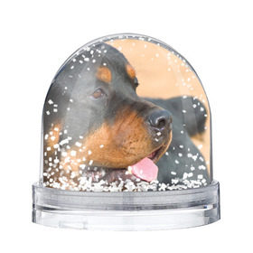 Снежный шар с принтом Ротвейлер в Петрозаводске, Пластик | Изображение внутри шара печатается на глянцевой фотобумаге с двух сторон | большая | пес | песик | псина | ротвейлер | ротвейлеры | собака | собаки