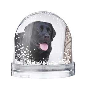 Снежный шар с принтом Черный лабрадор в Петрозаводске, Пластик | Изображение внутри шара печатается на глянцевой фотобумаге с двух сторон | большая | золотистый | лабрадор | лабрадоры | палевый | песик | ретривер | собака | собаки