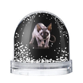 Снежный шар с принтом Сфинкс в Петрозаводске, Пластик | Изображение внутри шара печатается на глянцевой фотобумаге с двух сторон | взгляд | глаза | голова животного | киска | кот | котёнок | кошка | прикольные картинки