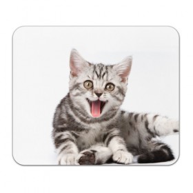 Коврик прямоугольный с принтом Милашка в Петрозаводске, натуральный каучук | размер 230 х 185 мм; запечатка лицевой стороны | Тематика изображения на принте: кот | котенок | кошка