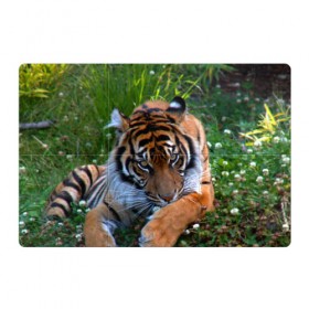 Магнитный плакат 3Х2 с принтом Скромный тигр в Петрозаводске, Полимерный материал с магнитным слоем | 6 деталей размером 9*9 см | дикие | лев | милые | новинки | орел | популярные | прикольные | природа | птицы | тигр | яркие