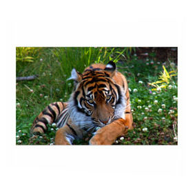 Бумага для упаковки 3D с принтом Скромный тигр в Петрозаводске, пластик и полированная сталь | круглая форма, металлическое крепление в виде кольца | дикие | лев | милые | новинки | орел | популярные | прикольные | природа | птицы | тигр | яркие