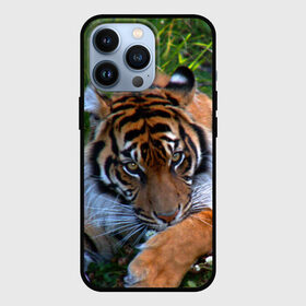 Чехол для iPhone 13 Pro с принтом Скромный тигр в Петрозаводске,  |  | Тематика изображения на принте: дикие | лев | милые | новинки | орел | популярные | прикольные | природа | птицы | тигр | яркие