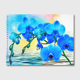 Альбом для рисования с принтом Орхидеи в Петрозаводске, 100% бумага
 | матовая бумага, плотность 200 мг. | Тематика изображения на принте: орхидея | природа | цветы