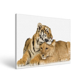 Холст прямоугольный с принтом Тигр и львица в Петрозаводске, 100% ПВХ |  | дикие | милые | природа | тигр | яркие
