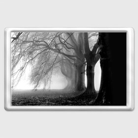 Магнит 45*70 с принтом Туман в лесу в Петрозаводске, Пластик | Размер: 78*52 мм; Размер печати: 70*45 | Тематика изображения на принте: black   white | fog | forest | morning | photo | silhouette | trees | деревья | лес | силуэт | туман | утро | фото | черно   белое
