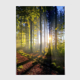 Постер с принтом Утро в лесу в Петрозаводске, 100% бумага
 | бумага, плотность 150 мг. Матовая, но за счет высокого коэффициента гладкости имеет небольшой блеск и дает на свету блики, но в отличии от глянцевой бумаги не покрыта лаком | bright | fog | forest | morning | sun | tree | trees | дерево | деревья | лес | солнце | туман | утро | яркое