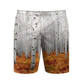 Мужские шорты 3D спортивные с принтом Березовая роща в Петрозаводске,  |  | Тематика изображения на принте: birch | birch grove | ferns | forest | trees | березовая | березы | деревья | лес | папоротник | роща
