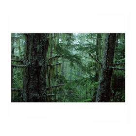 Бумага для упаковки 3D с принтом Дремучий лес в Петрозаводске, пластик и полированная сталь | круглая форма, металлическое крепление в виде кольца | camouflage | dense | fog | forest | spruce | tree | дремучий | ёлка | ельник | камуфляж | лес | маскировка | туман