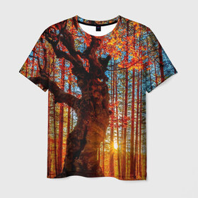 Мужская футболка 3D с принтом Осень в Петрозаводске, 100% полиэфир | прямой крой, круглый вырез горловины, длина до линии бедер | autumn | bright | colors | forest | trees | деревья | краски | лес | лучи | осень | солнце | цвета | яркие