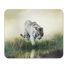 Коврик прямоугольный с принтом Белый тигр в Петрозаводске, натуральный каучук | размер 230 х 185 мм; запечатка лицевой стороны | Тематика изображения на принте: дикая кошка | природа | тигр | хищник