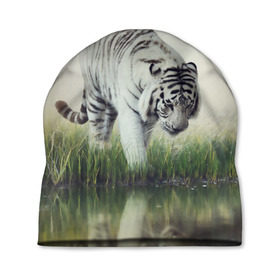 Шапка 3D с принтом Белый тигр в Петрозаводске, 100% полиэстер | универсальный размер, печать по всей поверхности изделия | дикая кошка | природа | тигр | хищник
