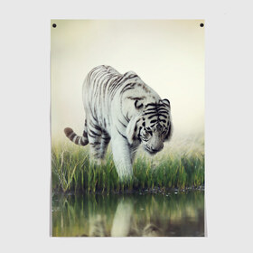 Постер с принтом Белый тигр в Петрозаводске, 100% бумага
 | бумага, плотность 150 мг. Матовая, но за счет высокого коэффициента гладкости имеет небольшой блеск и дает на свету блики, но в отличии от глянцевой бумаги не покрыта лаком | дикая кошка | природа | тигр | хищник