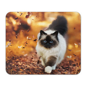 Коврик прямоугольный с принтом Котик в листьях в Петрозаводске, натуральный каучук | размер 230 х 185 мм; запечатка лицевой стороны | грация | кот | котик | кошка | листья | осень