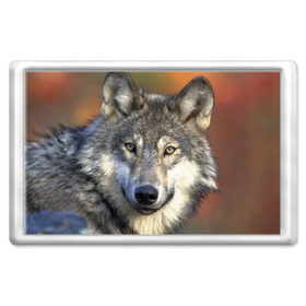 Магнит 45*70 с принтом Волк в Петрозаводске, Пластик | Размер: 78*52 мм; Размер печати: 70*45 | волк | волки | волчата | волчонок | хищник