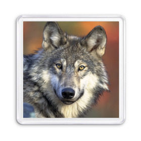Магнит 55*55 с принтом Волк в Петрозаводске, Пластик | Размер: 65*65 мм; Размер печати: 55*55 мм | волк | волки | волчата | волчонок | хищник