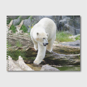 Альбом для рисования с принтом Белый медведь в Петрозаводске, 100% бумага
 | матовая бумага, плотность 200 мг. | арктика