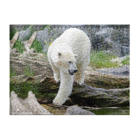 Обложка для студенческого билета с принтом Белый медведь в Петрозаводске, натуральная кожа | Размер: 11*8 см; Печать на всей внешней стороне | арктика