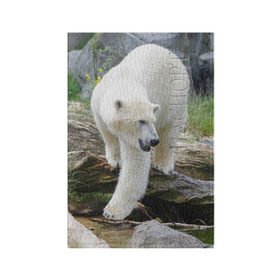 Обложка для паспорта матовая кожа с принтом Белый медведь в Петрозаводске, натуральная матовая кожа | размер 19,3 х 13,7 см; прозрачные пластиковые крепления | арктика