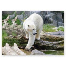 Поздравительная открытка с принтом Белый медведь в Петрозаводске, 100% бумага | плотность бумаги 280 г/м2, матовая, на обратной стороне линовка и место для марки
 | арктика