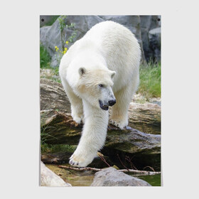 Постер с принтом Белый медведь в Петрозаводске, 100% бумага
 | бумага, плотность 150 мг. Матовая, но за счет высокого коэффициента гладкости имеет небольшой блеск и дает на свету блики, но в отличии от глянцевой бумаги не покрыта лаком | арктика