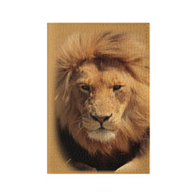 Обложка для паспорта матовая кожа с принтом Лев в Петрозаводске, натуральная матовая кожа | размер 19,3 х 13,7 см; прозрачные пластиковые крепления | животные | кошка | лев | тигр | хищник