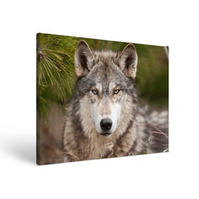 Холст прямоугольный с принтом Волк в Петрозаводске, 100% ПВХ |  | Тематика изображения на принте: animal | eyes | forest | predator | wild | wolf | взгляд | волк | дикий | животное | зверь | лес | хищник