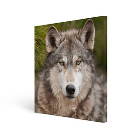 Холст квадратный с принтом Волк в Петрозаводске, 100% ПВХ |  | Тематика изображения на принте: animal | eyes | forest | predator | wild | wolf | взгляд | волк | дикий | животное | зверь | лес | хищник