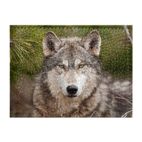 Обложка для студенческого билета с принтом Волк в Петрозаводске, натуральная кожа | Размер: 11*8 см; Печать на всей внешней стороне | animal | eyes | forest | predator | wild | wolf | взгляд | волк | дикий | животное | зверь | лес | хищник