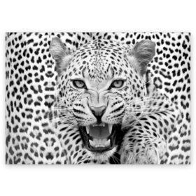 Поздравительная открытка с принтом Леопард в Петрозаводске, 100% бумага | плотность бумаги 280 г/м2, матовая, на обратной стороне линовка и место для марки
 | animal | eyes | jaws | leopard | malicious | predator | spotted | teeth | wild | взгляд | дикий | животное | злой | клыки | леопард | оскал | пасть | пятнистый | хищник