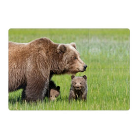 Магнитный плакат 3Х2 с принтом Медведи в Петрозаводске, Полимерный материал с магнитным слоем | 6 деталей размером 9*9 см | Тематика изображения на принте: animals | bears | children | family | green | meadow | mother | predators | дети | животные | зеленая | мама | медведи | поляна | семья | хищники