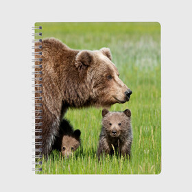 Тетрадь с принтом Медведи в Петрозаводске, 100% бумага | 48 листов, плотность листов — 60 г/м2, плотность картонной обложки — 250 г/м2. Листы скреплены сбоку удобной пружинной спиралью. Уголки страниц и обложки скругленные. Цвет линий — светло-серый
 | animals | bears | children | family | green | meadow | mother | predators | дети | животные | зеленая | мама | медведи | поляна | семья | хищники