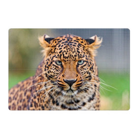 Магнитный плакат 3Х2 с принтом Леопард в Петрозаводске, Полимерный материал с магнитным слоем | 6 деталей размером 9*9 см | Тематика изображения на принте: animal | leopard | look | predator | spotted | wild | взгляд | дикий | животное | леопард | пятнистый | хищник
