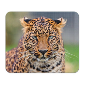 Коврик прямоугольный с принтом Леопард в Петрозаводске, натуральный каучук | размер 230 х 185 мм; запечатка лицевой стороны | Тематика изображения на принте: animal | leopard | look | predator | spotted | wild | взгляд | дикий | животное | леопард | пятнистый | хищник