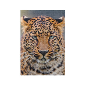 Обложка для паспорта матовая кожа с принтом Леопард в Петрозаводске, натуральная матовая кожа | размер 19,3 х 13,7 см; прозрачные пластиковые крепления | animal | leopard | look | predator | spotted | wild | взгляд | дикий | животное | леопард | пятнистый | хищник