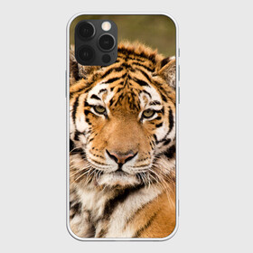 Чехол для iPhone 12 Pro с принтом Тигр в Петрозаводске, силикон | область печати: задняя сторона чехла, без боковых панелей | animal | predator | striped | tiger | view | wild | взгляд | дикий | животное | полосатый | тигр | хищник