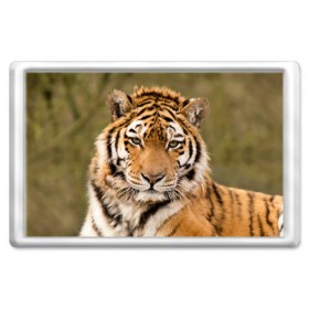 Магнит 45*70 с принтом Тигр в Петрозаводске, Пластик | Размер: 78*52 мм; Размер печати: 70*45 | animal | predator | striped | tiger | view | wild | взгляд | дикий | животное | полосатый | тигр | хищник