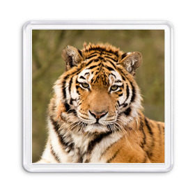Магнит 55*55 с принтом Тигр в Петрозаводске, Пластик | Размер: 65*65 мм; Размер печати: 55*55 мм | animal | predator | striped | tiger | view | wild | взгляд | дикий | животное | полосатый | тигр | хищник