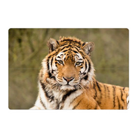 Магнитный плакат 3Х2 с принтом Тигр в Петрозаводске, Полимерный материал с магнитным слоем | 6 деталей размером 9*9 см | animal | predator | striped | tiger | view | wild | взгляд | дикий | животное | полосатый | тигр | хищник